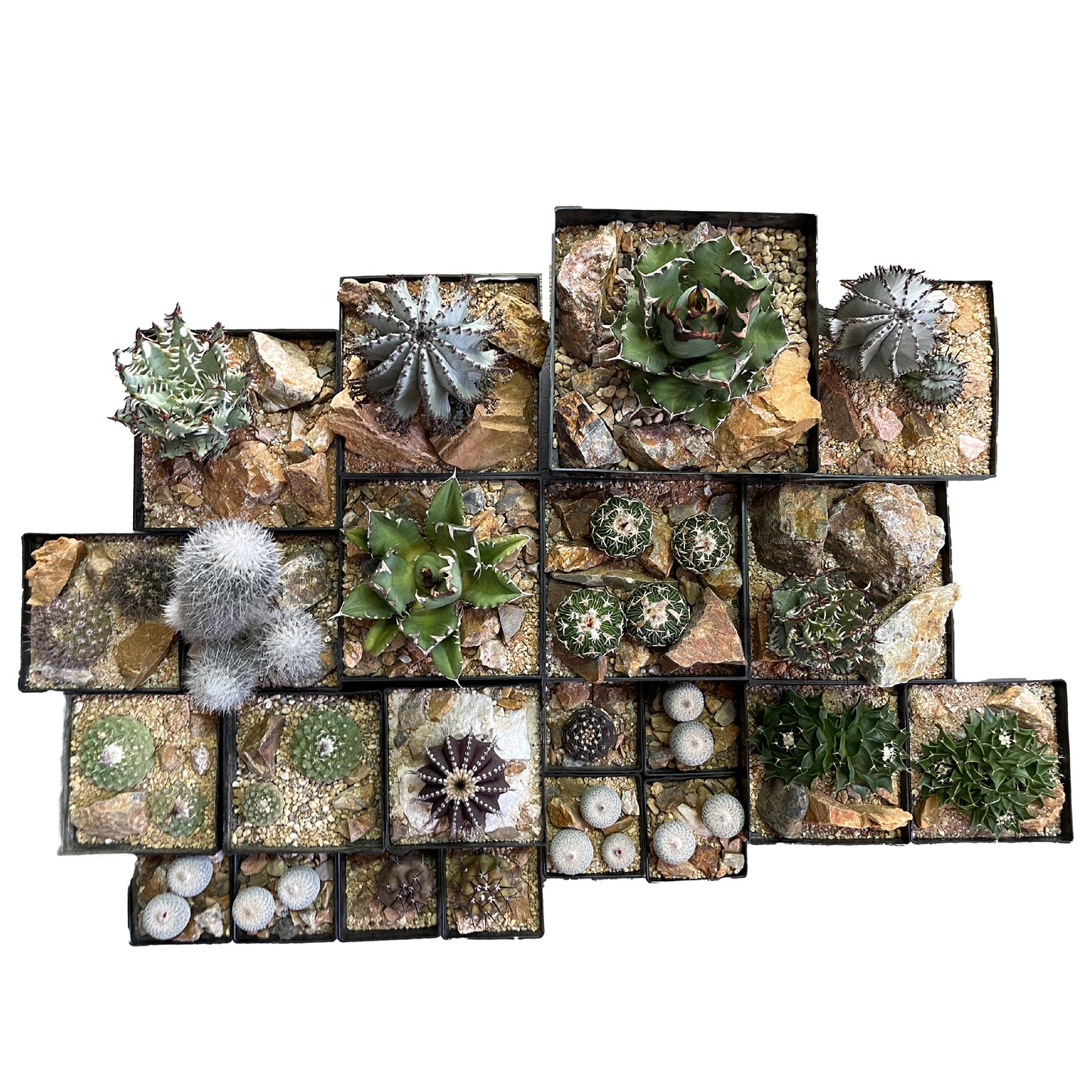 ストロンボカクタス 菊水 habitat style POT SET