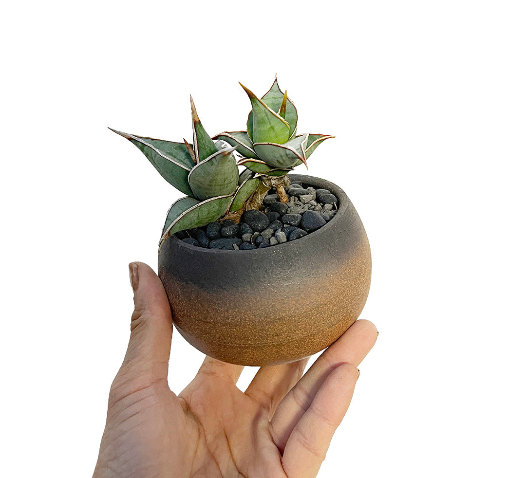 サンスベリア ピングイキュラ POT SET