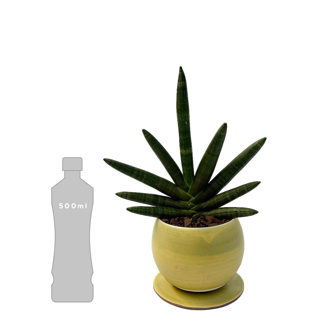 昇陽窯 / サンスベリア ボンセレンシス ブラック POT SET