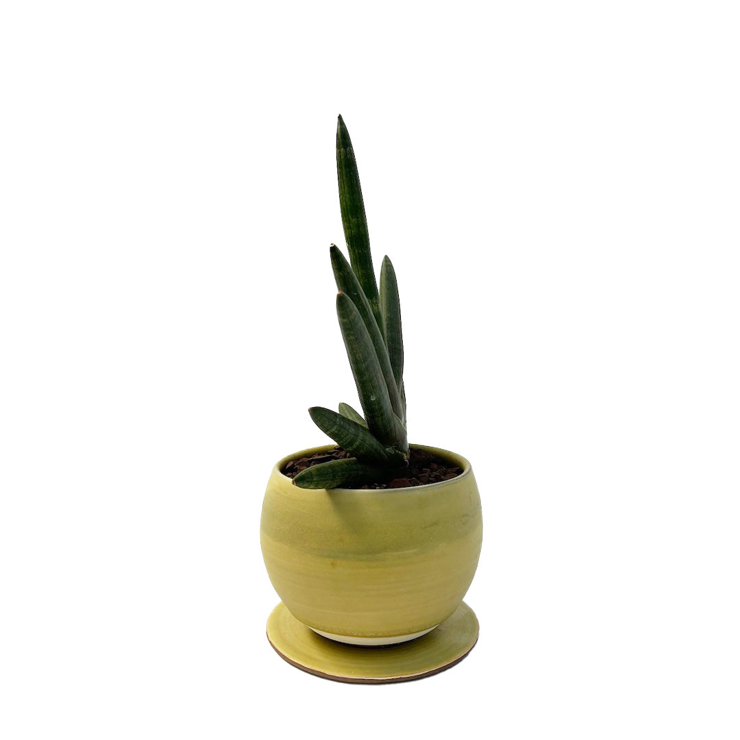 昇陽窯 / サンスベリア ボンセレンシス ブラック POT SET