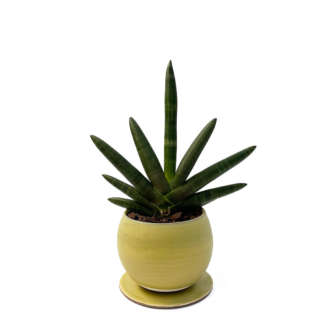 昇陽窯 / サンスベリア ボンセレンシス ブラック POT SET