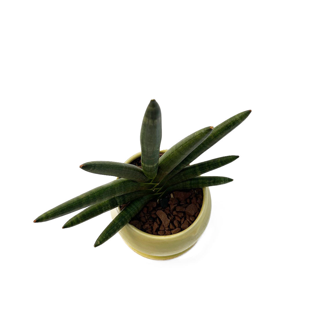 昇陽窯 / サンスベリア ボンセレンシス ブラック POT SET