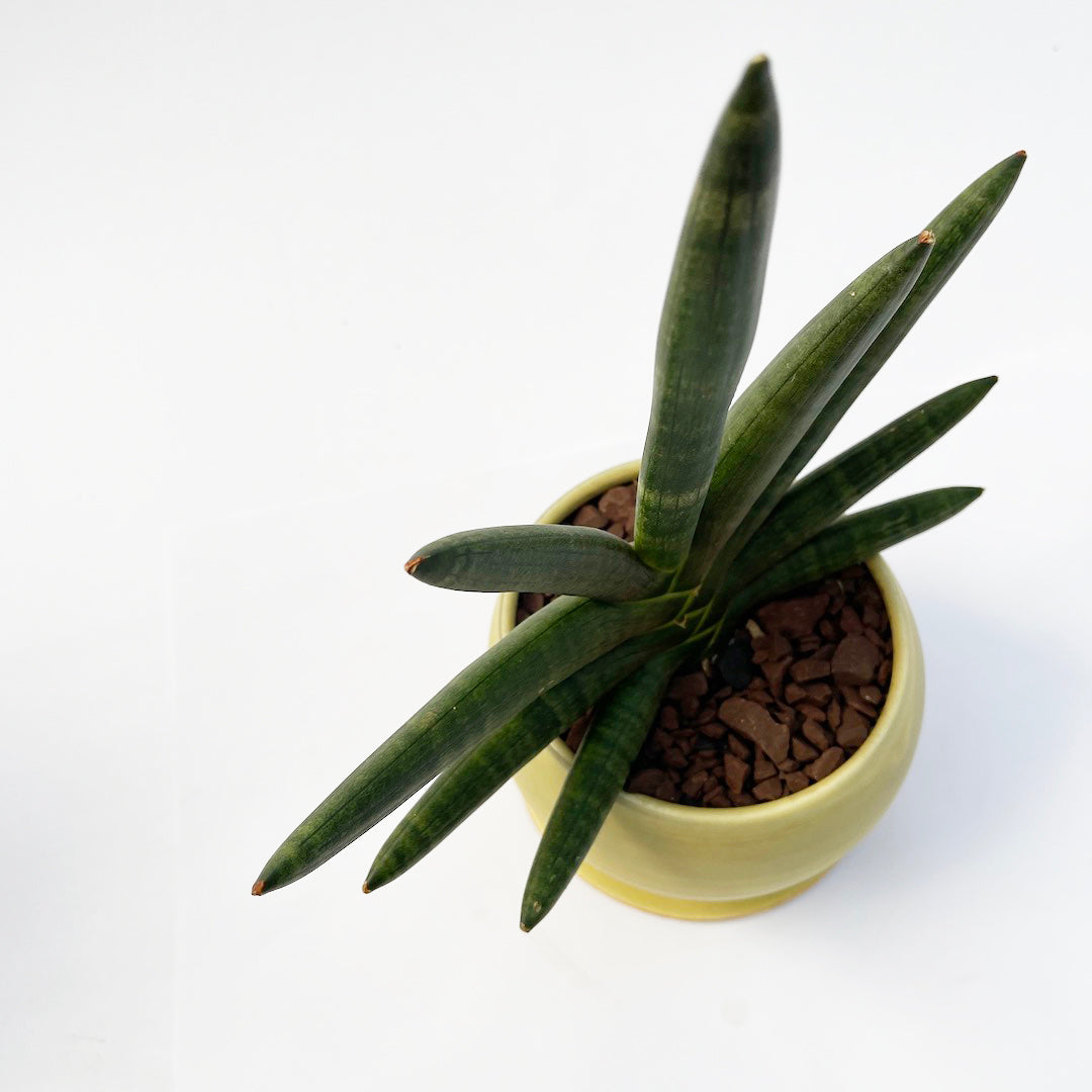 昇陽窯 / サンスベリア ボンセレンシス ブラック POT SET