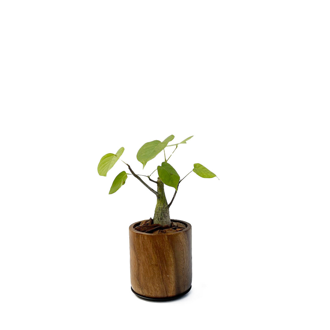 ボンバックス WOOD POT SET