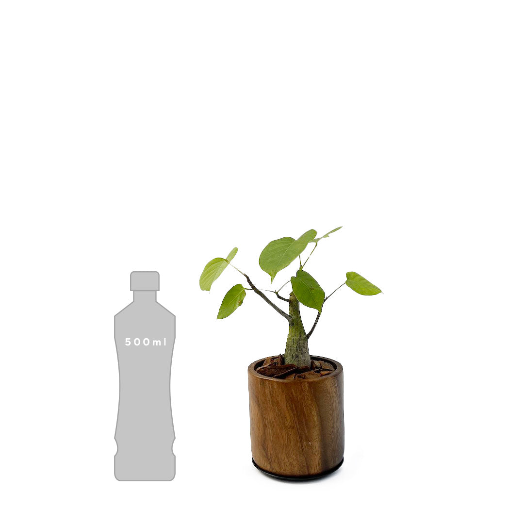 ボンバックス WOOD POT SET