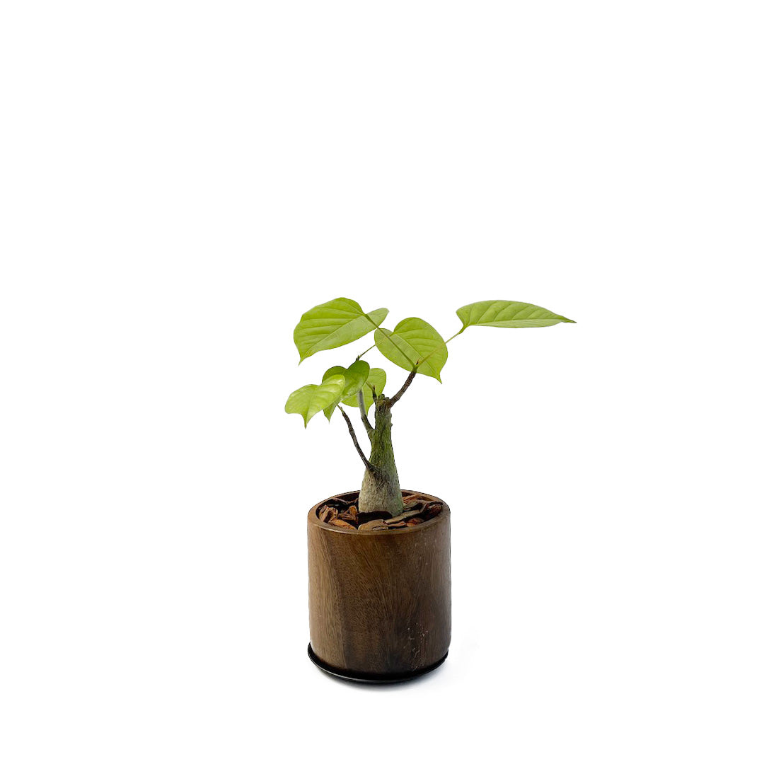 ボンバックス WOOD POT SET