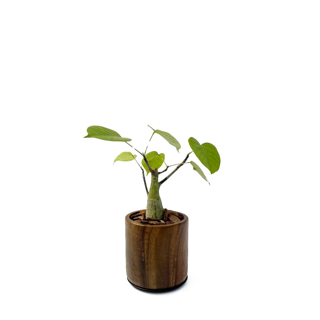 ボンバックス WOOD POT SET