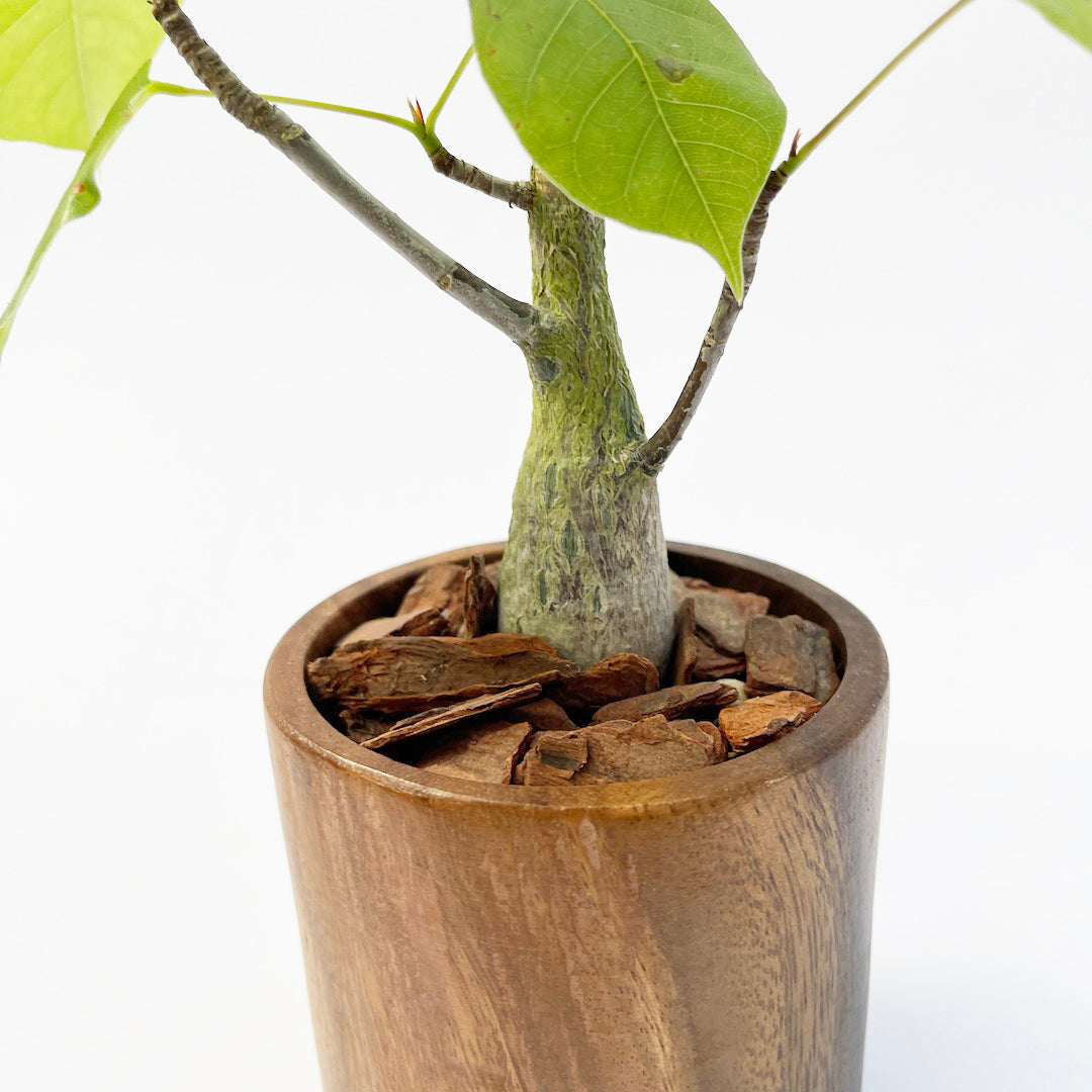 ボンバックス WOOD POT SET