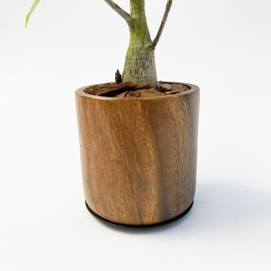 ボンバックス WOOD POT SET