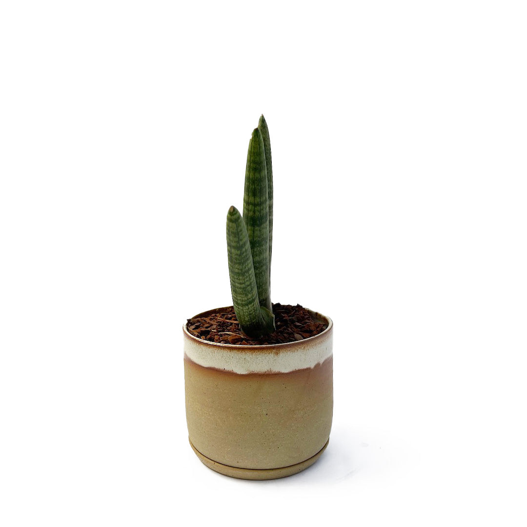 Leaf & Thread / サンスベリア ボンセレンシス ブラック POT SET