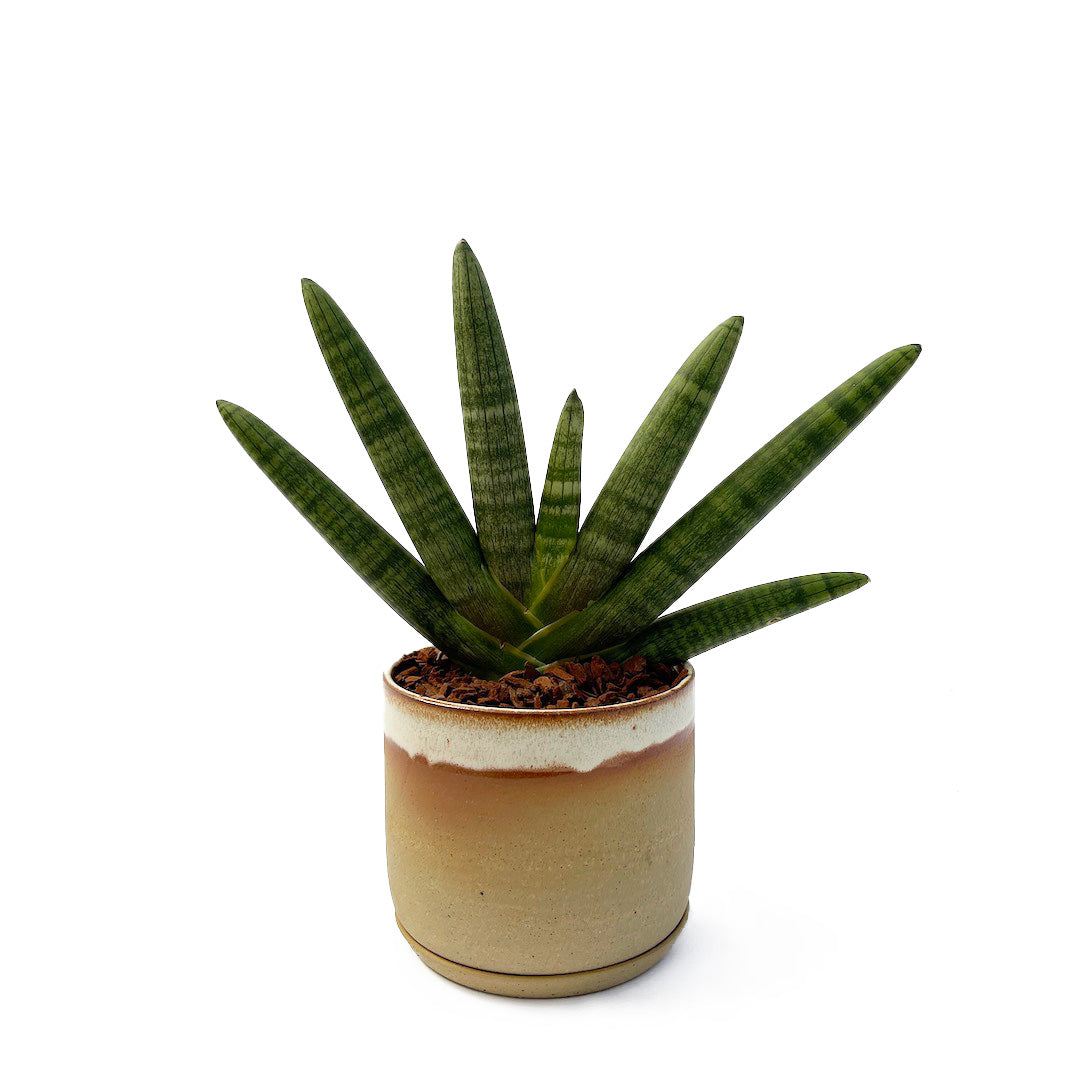 Leaf & Thread / サンスベリア ボンセレンシス ブラック POT SET