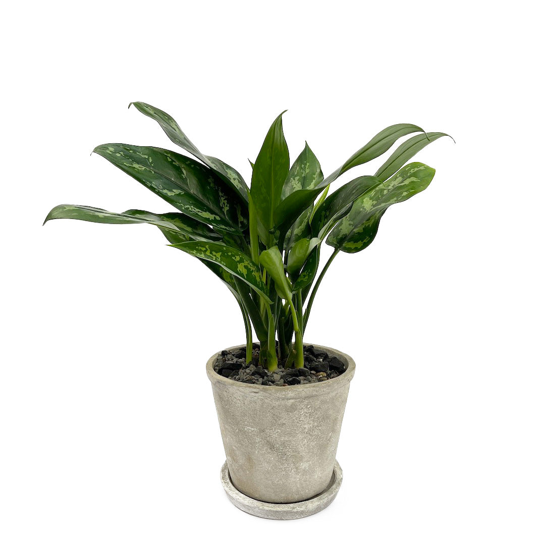 terra POT φ16.5cm / φ12cm
