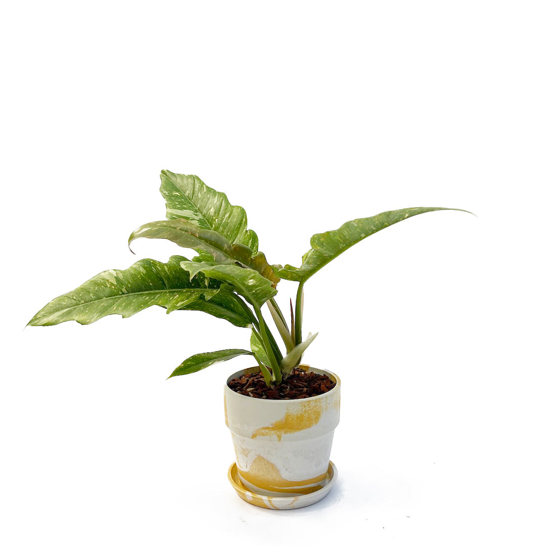フィロデンドロン リングオブファイア POT SET / ye