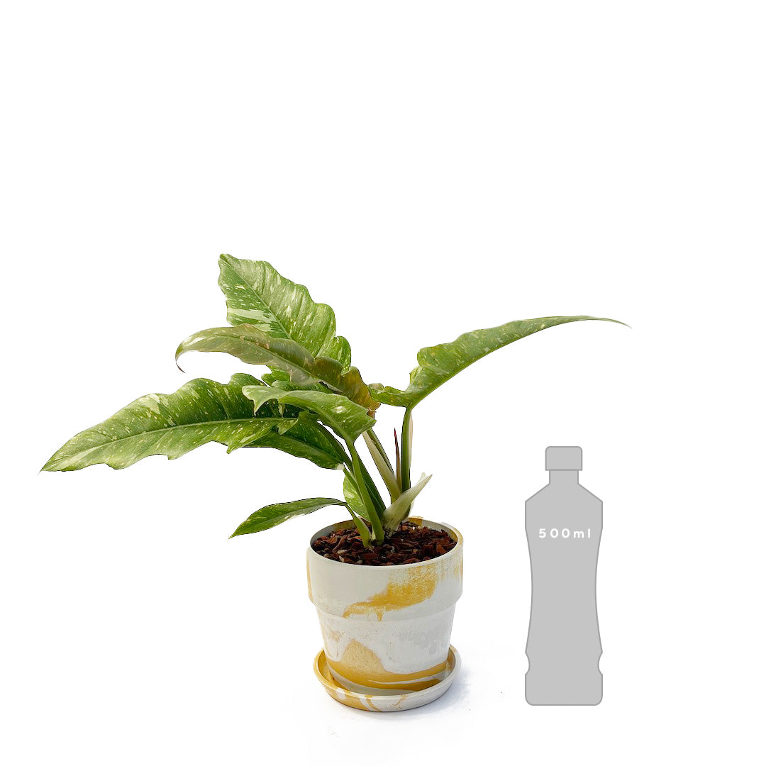 フィロデンドロン リングオブファイア POT SET / ye