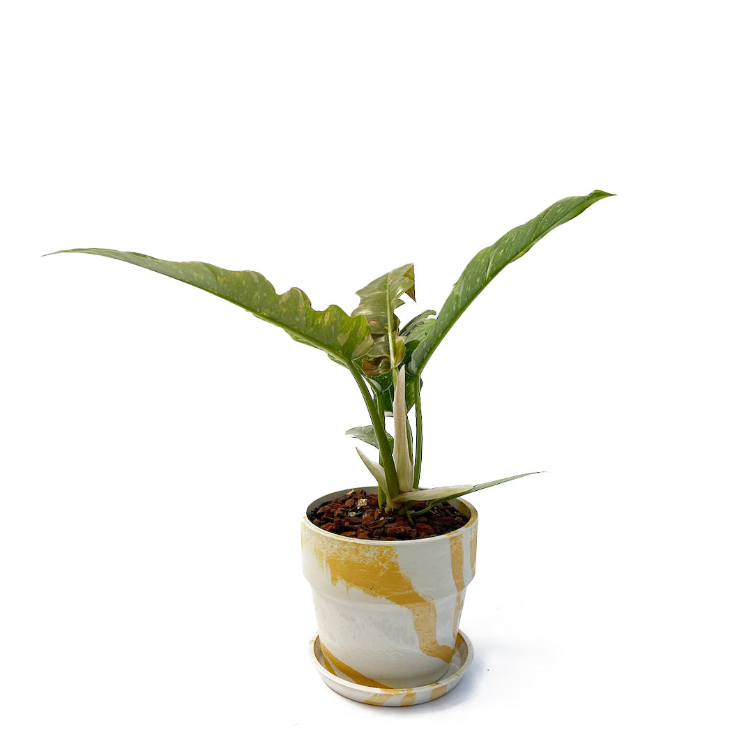 フィロデンドロン リングオブファイア POT SET / ye