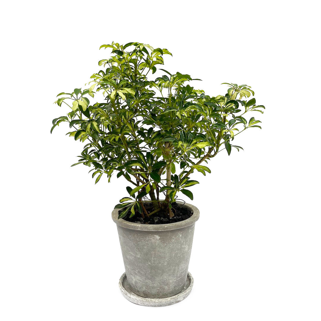 terra POT φ16.5cm / φ12cm