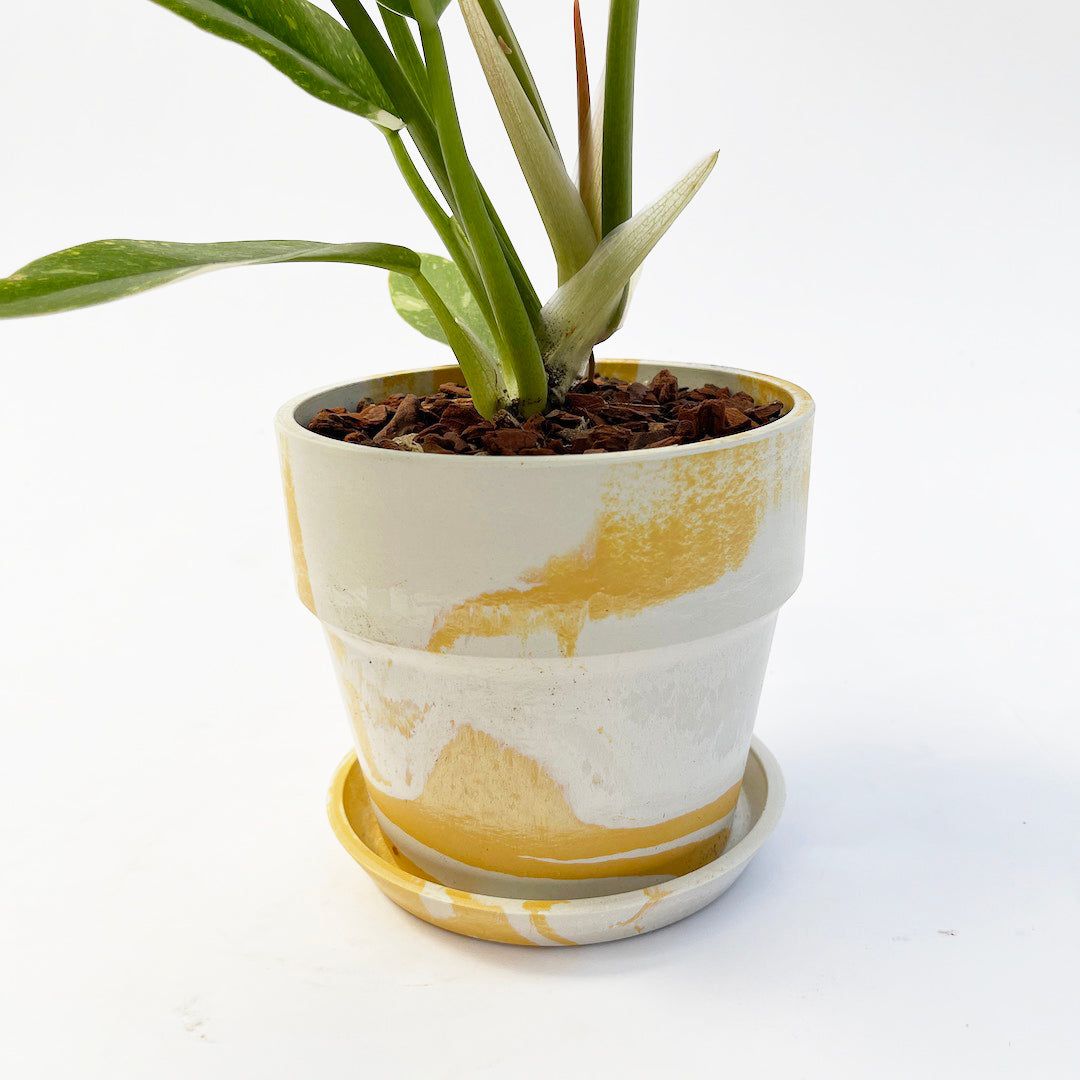 フィロデンドロン リングオブファイア POT SET / ye