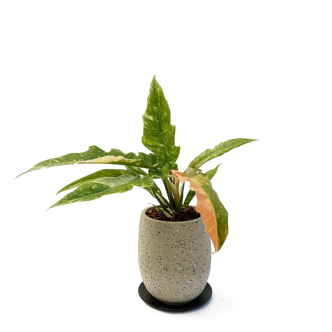 フィロデンドロン リングオブファイア POT SET / gy