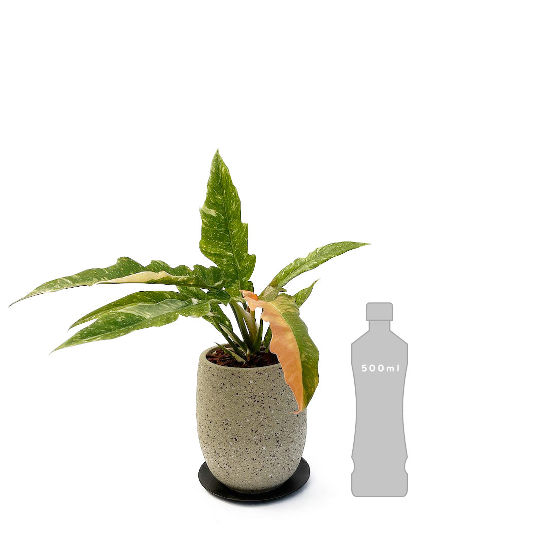 フィロデンドロン リングオブファイア POT SET / gy