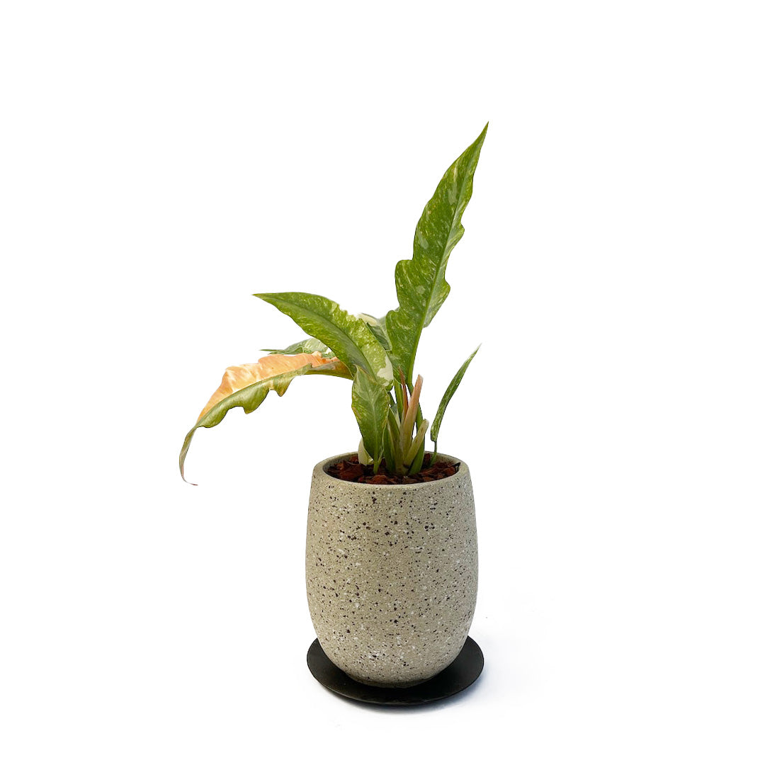フィロデンドロン リングオブファイア POT SET / gy