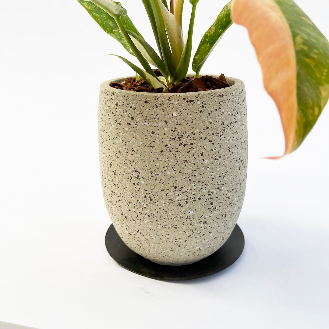 フィロデンドロン リングオブファイア POT SET / gy