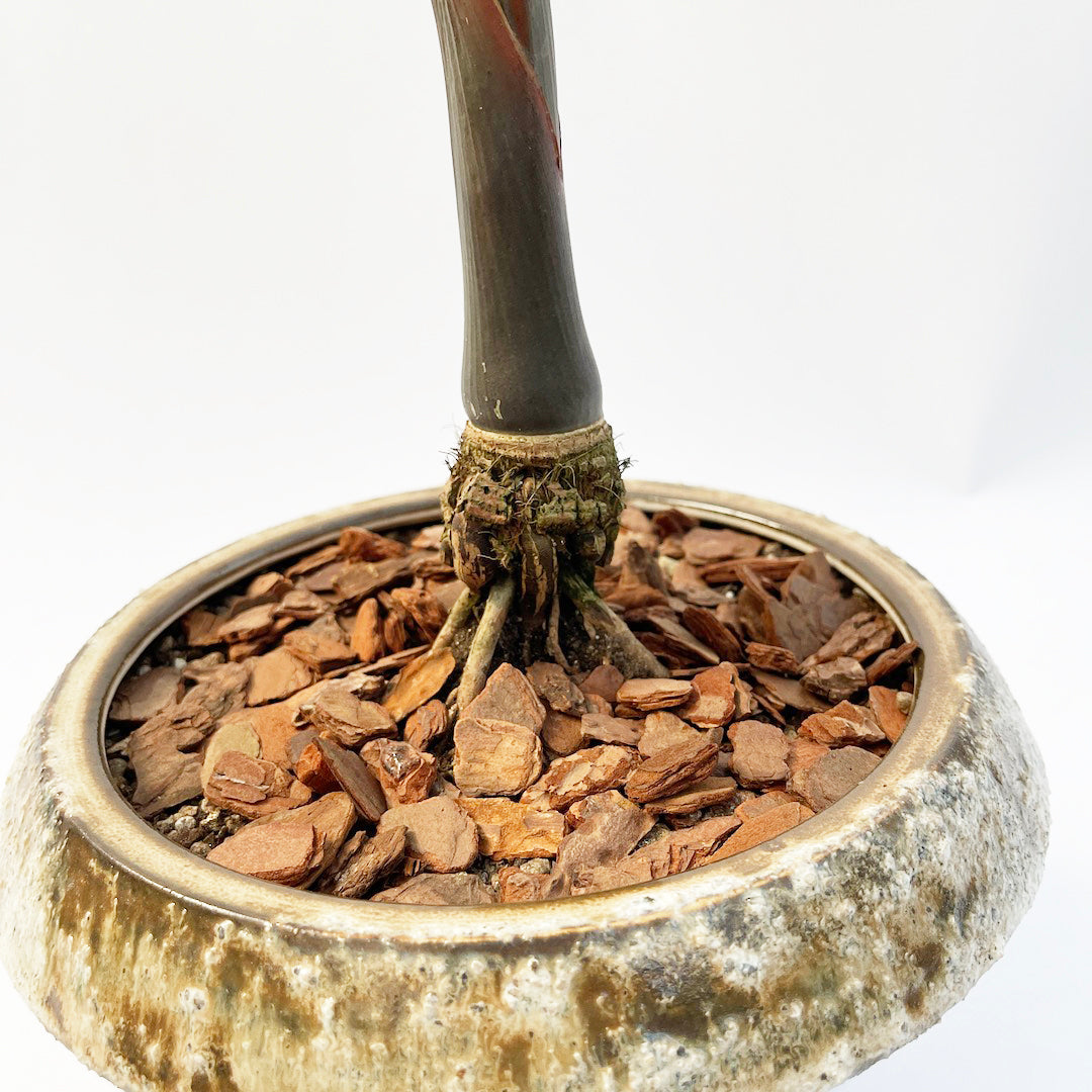 トックリヤシ POT SET