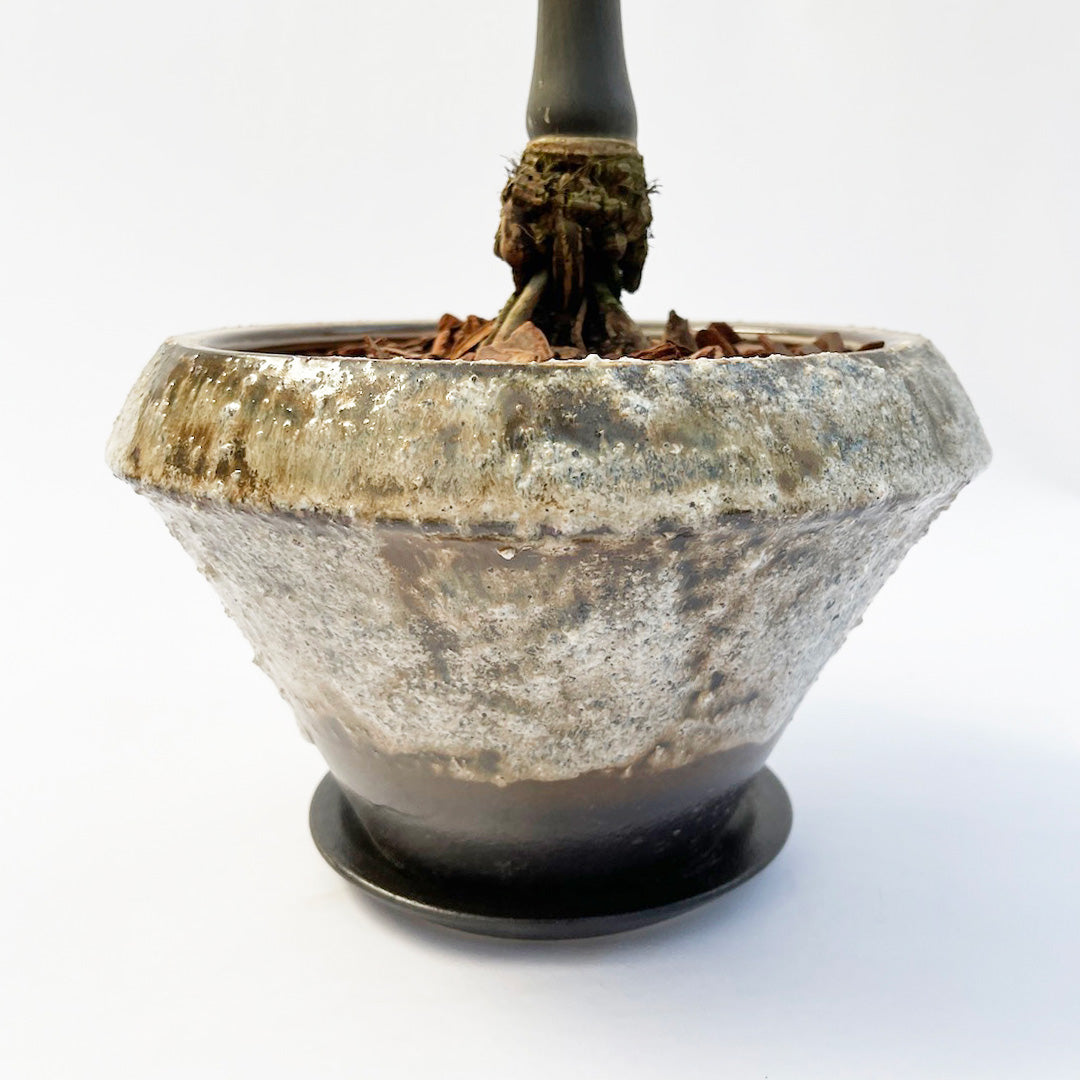 トックリヤシ POT SET