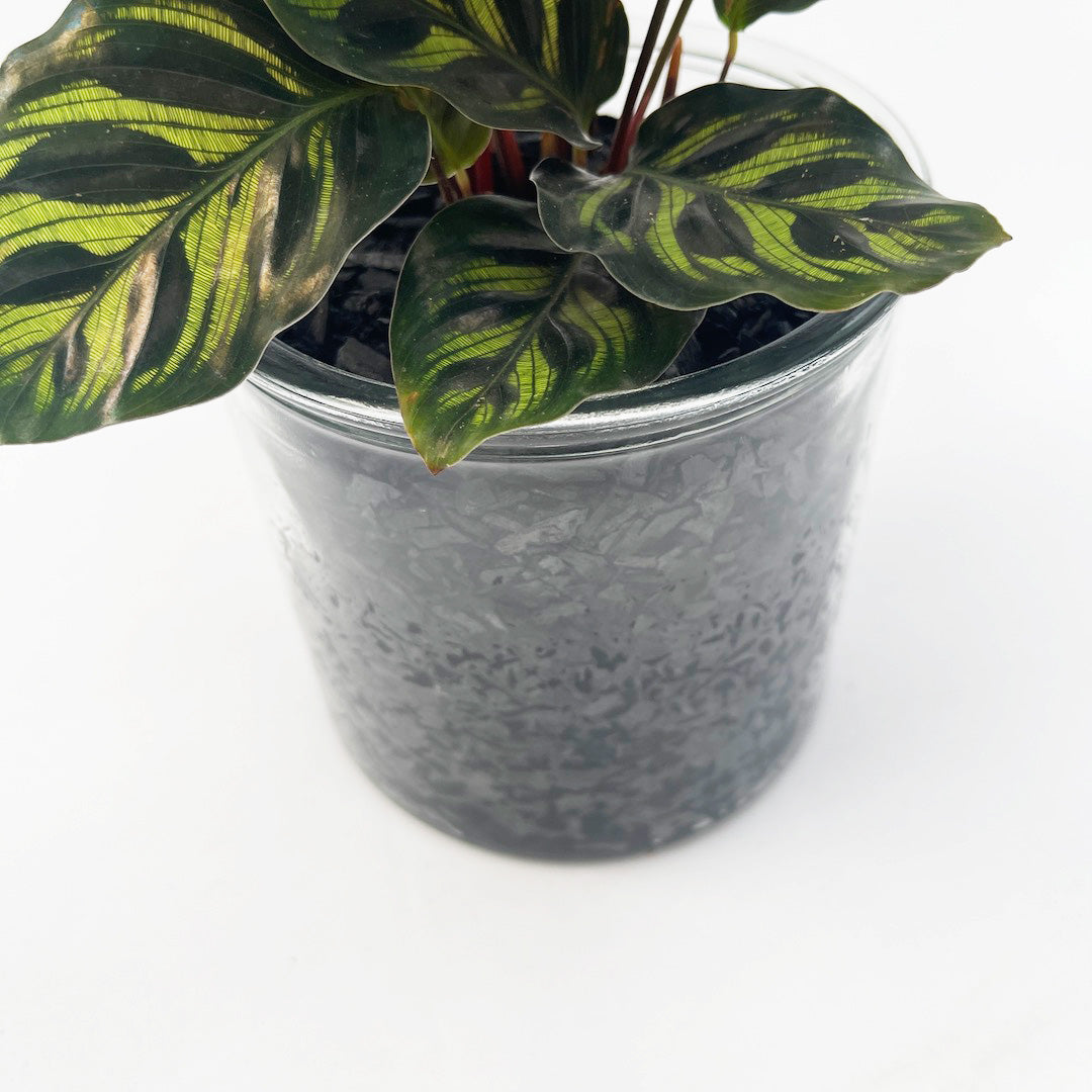 カラテア マコヤナ ハイドロカルチャー木炭 POT SET