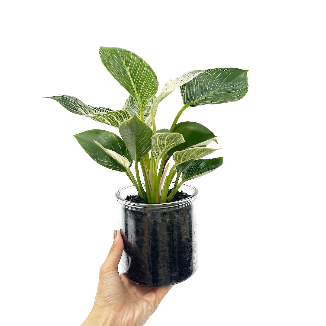 フィロデンドロン バーキン ハイドロカルチャー木炭 POT SET