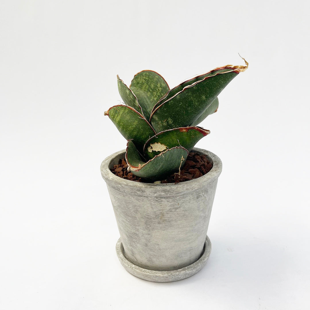 サンスベリア ドラゴンウィング terra POT SET