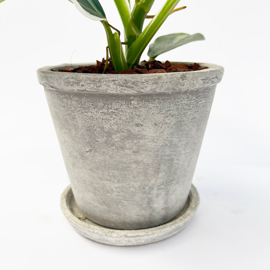 フィロデンドロン ホワイトプリンセス POT SET