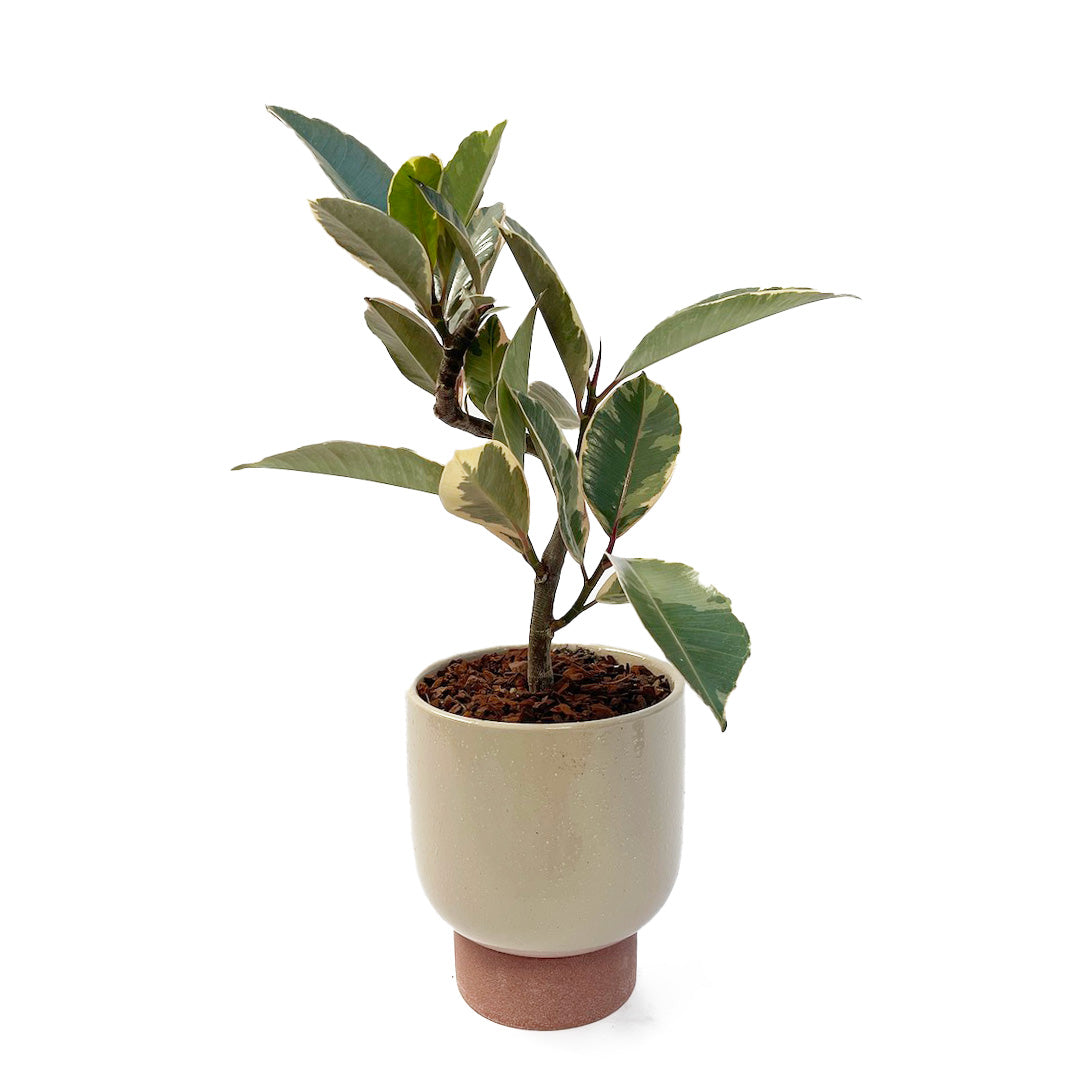 フィカス ティネケ POT SET