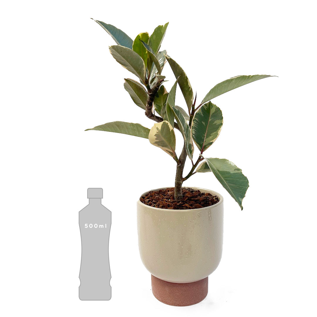 フィカス ティネケ POT SET
