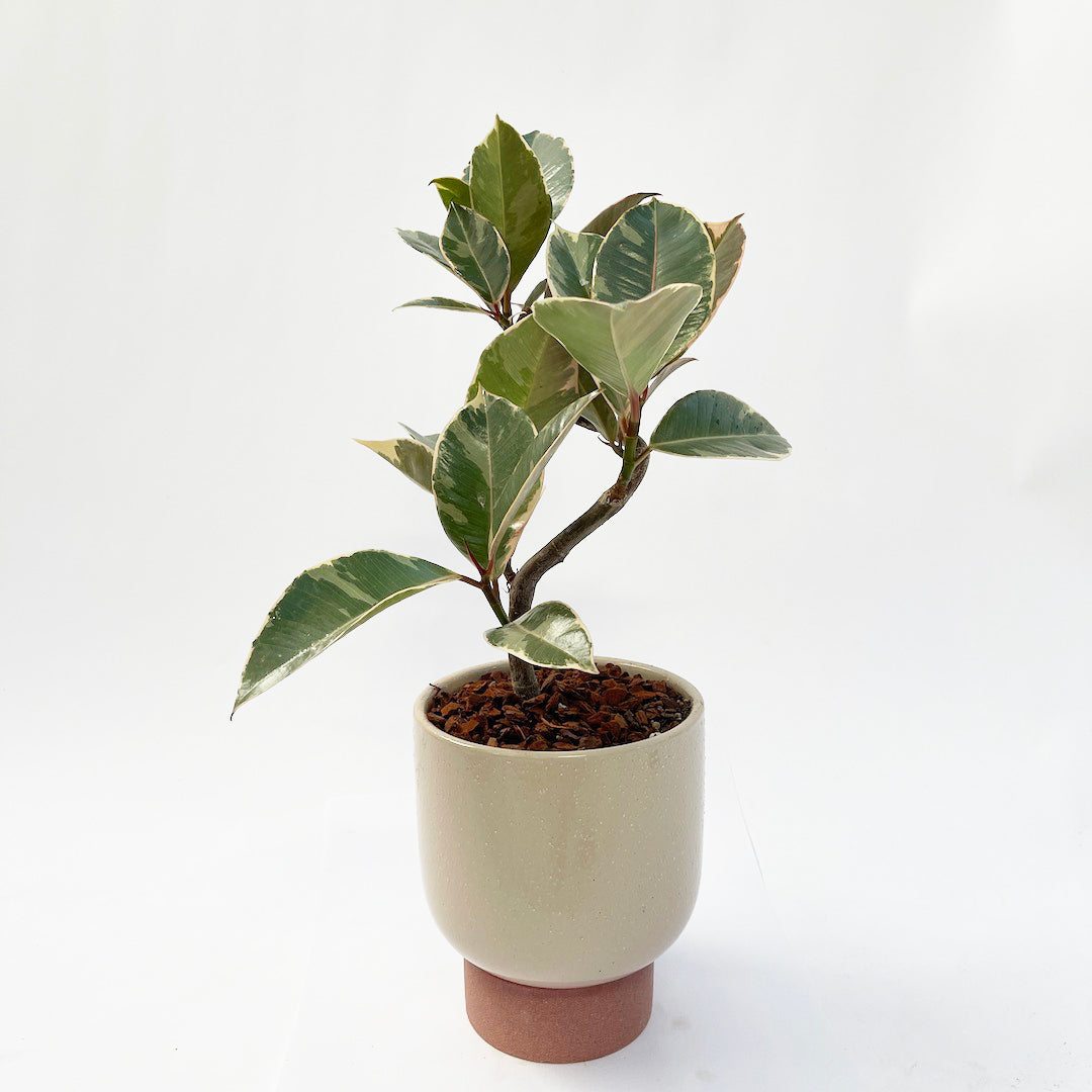 フィカス ティネケ POT SET