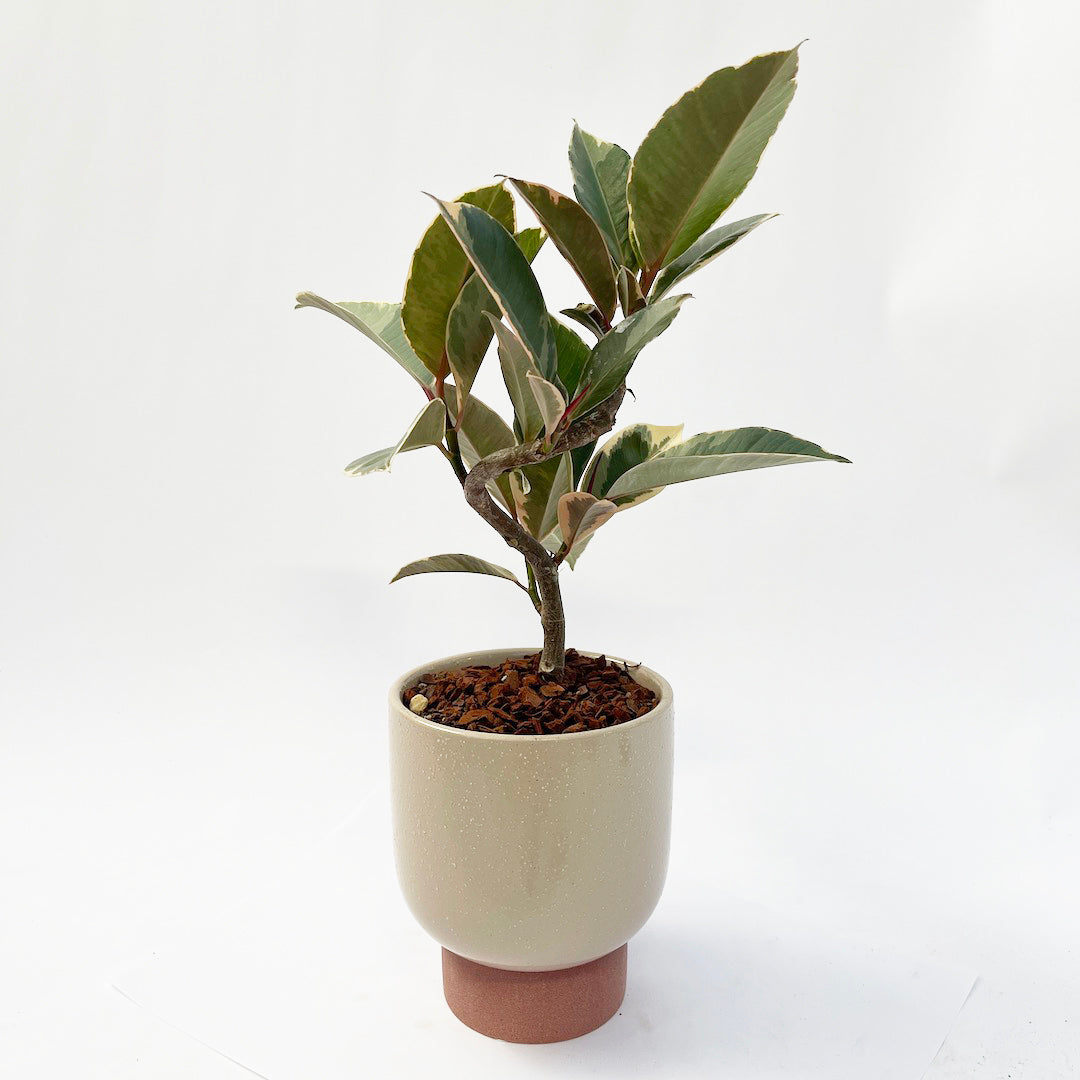 フィカス ティネケ POT SET