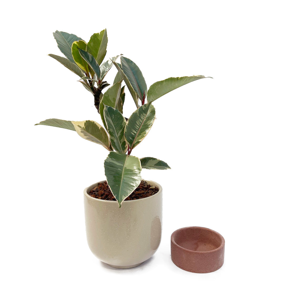 フィカス ティネケ POT SET