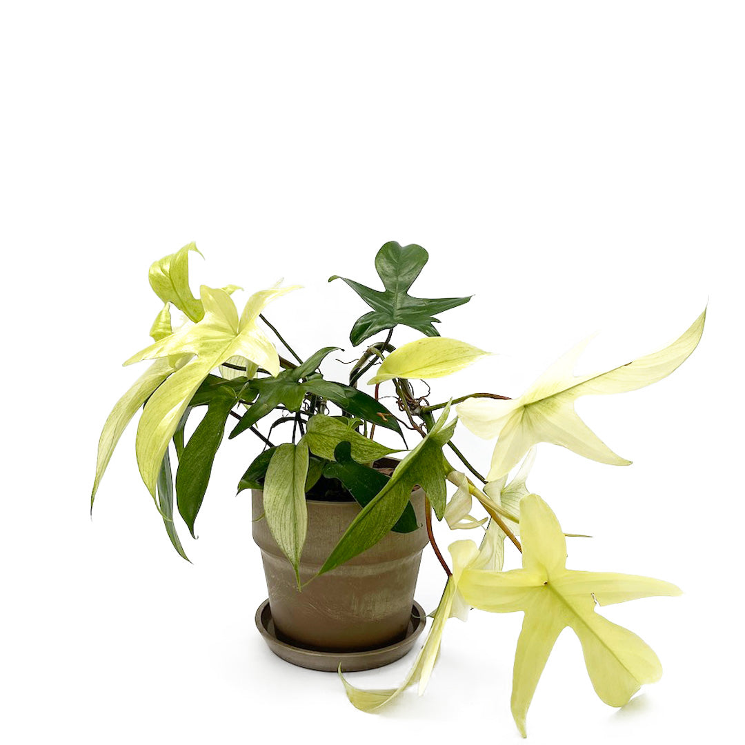 フィロデンドロン フロリダゴースト POT SET / Br