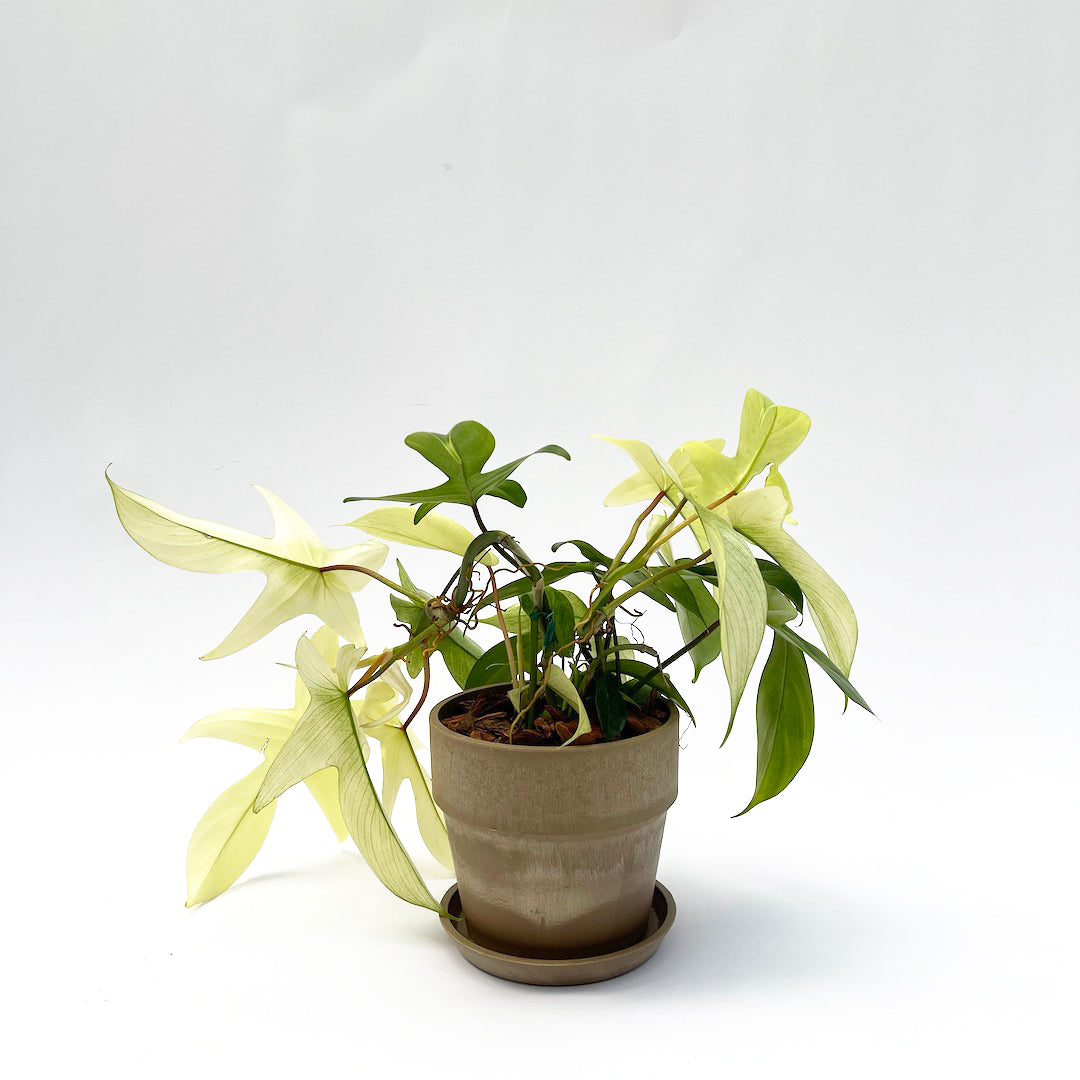 フィロデンドロン フロリダゴースト POT SET / Br