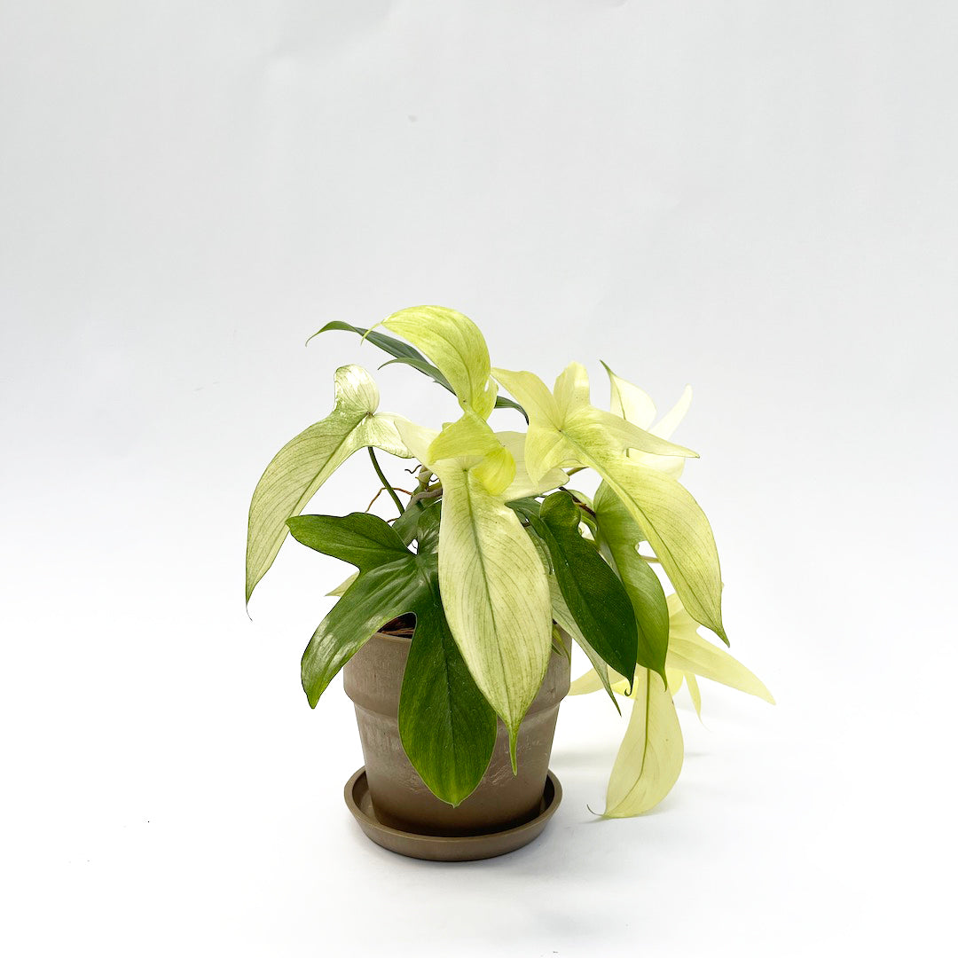 フィロデンドロン フロリダゴースト POT SET / Br