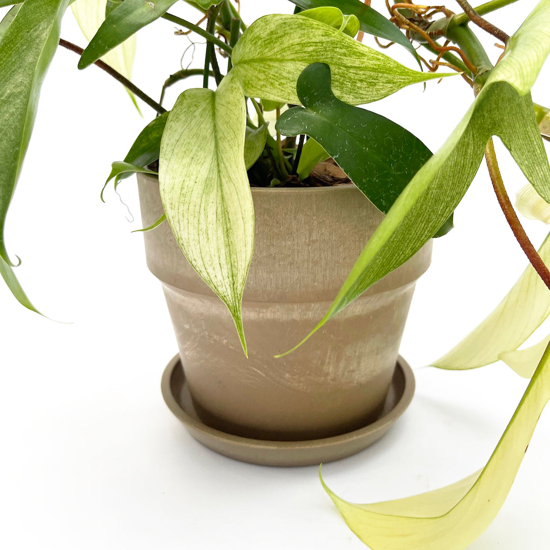 フィロデンドロン フロリダゴースト POT SET / Br