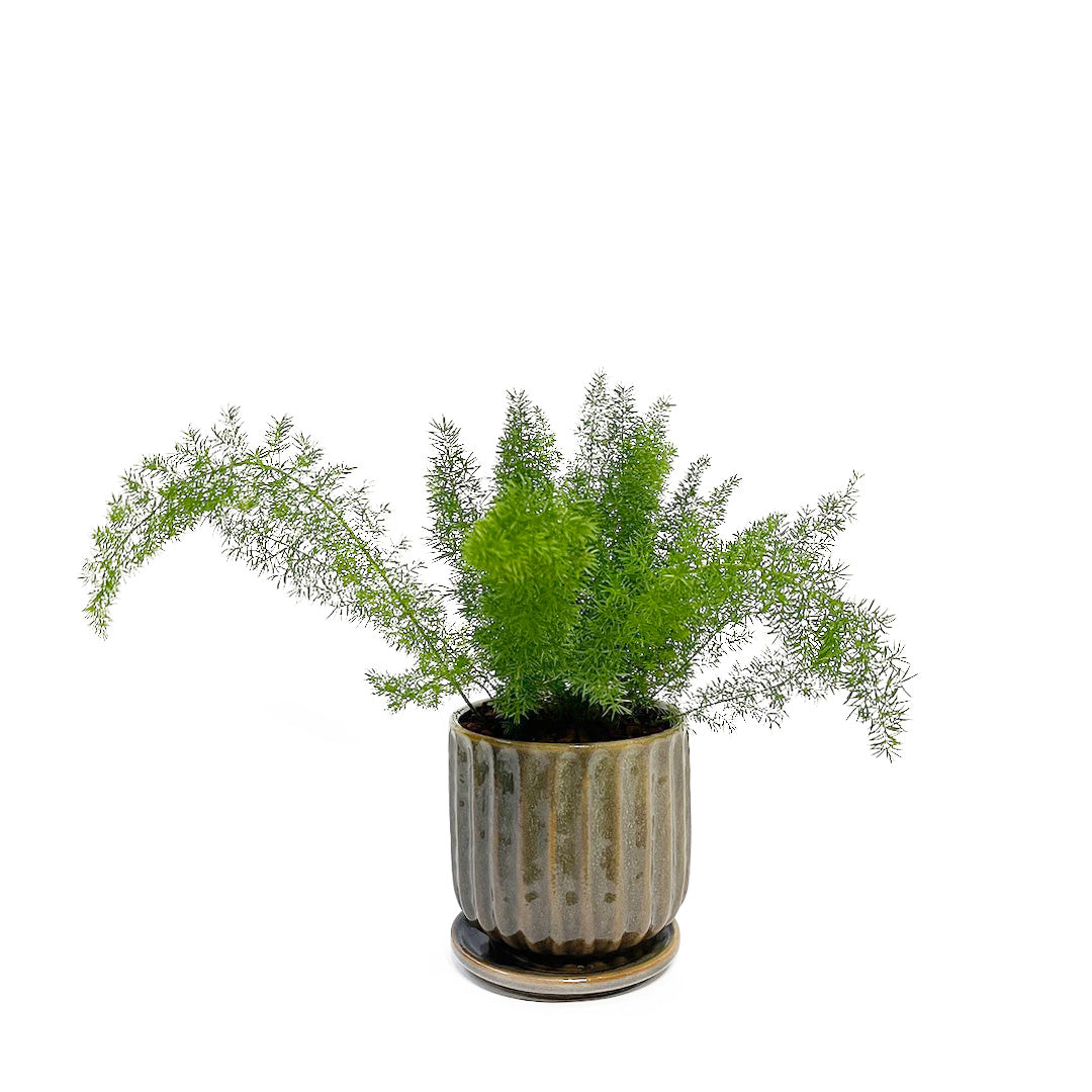 アスパラガス メイリー POT SET