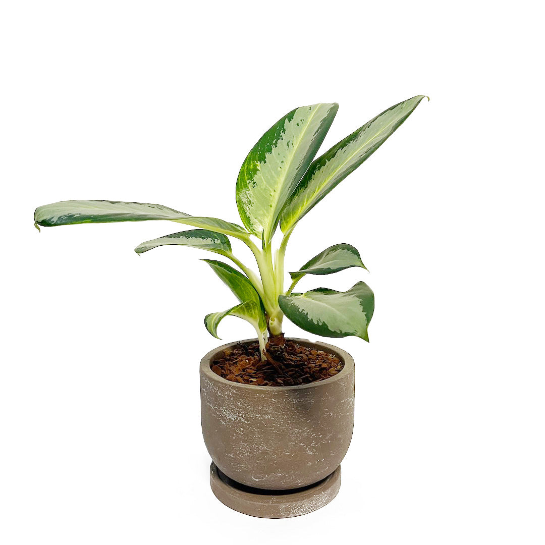 アグラオネマ グリーンボウル POT SET