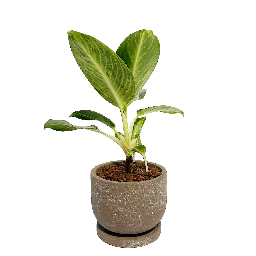 アグラオネマ グリーンボウル POT SET