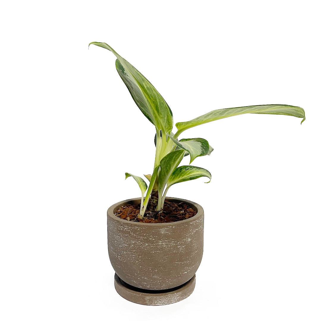 アグラオネマ グリーンボウル POT SET