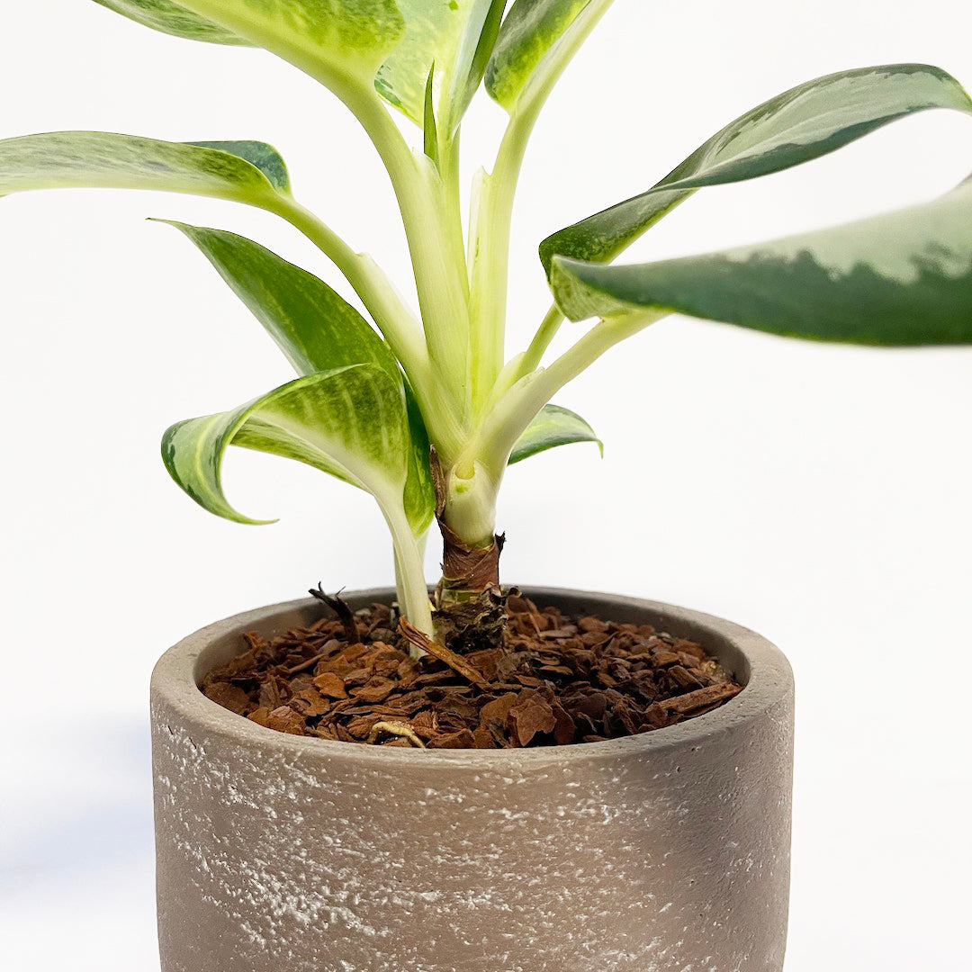 アグラオネマ グリーンボウル POT SET