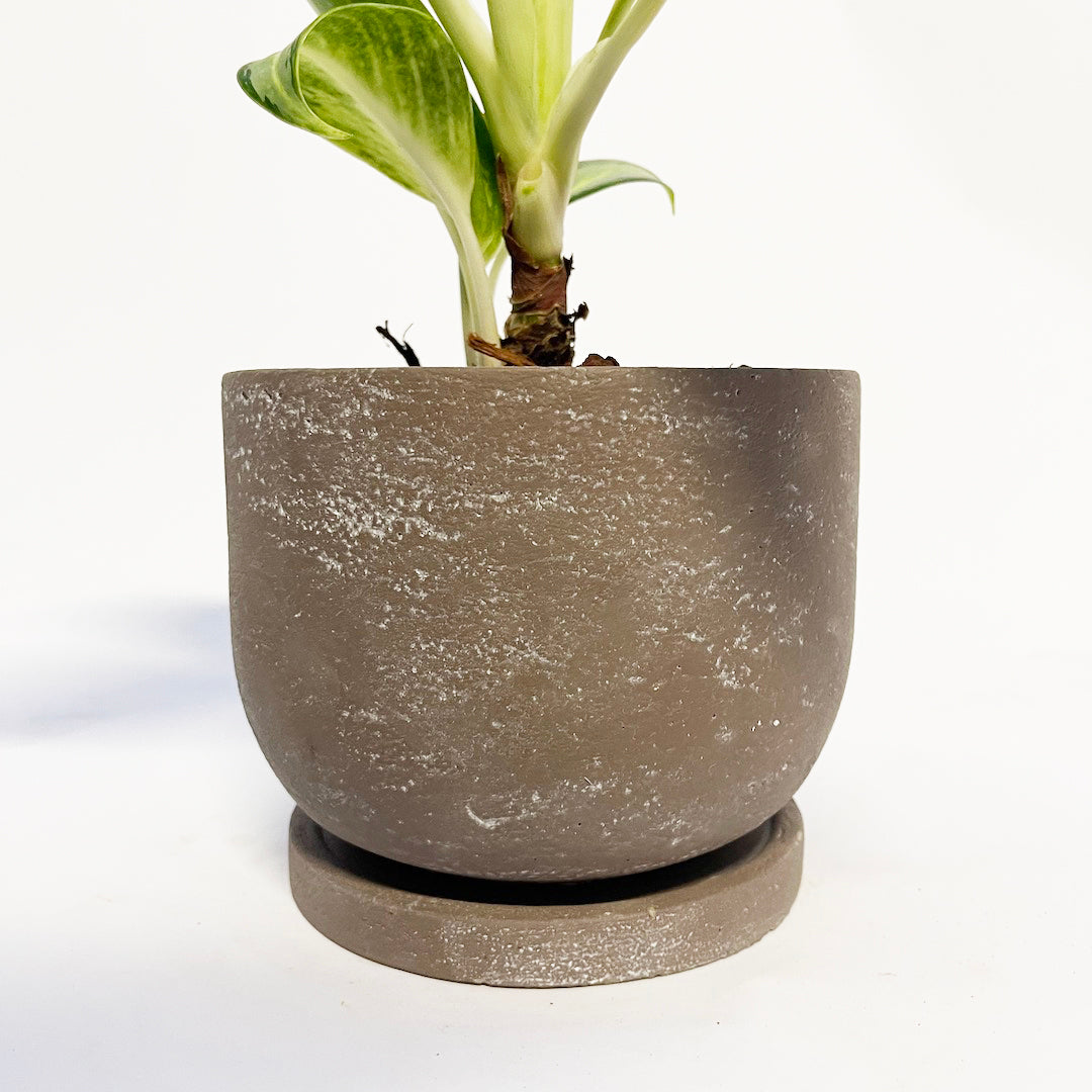 アグラオネマ グリーンボウル POT SET
