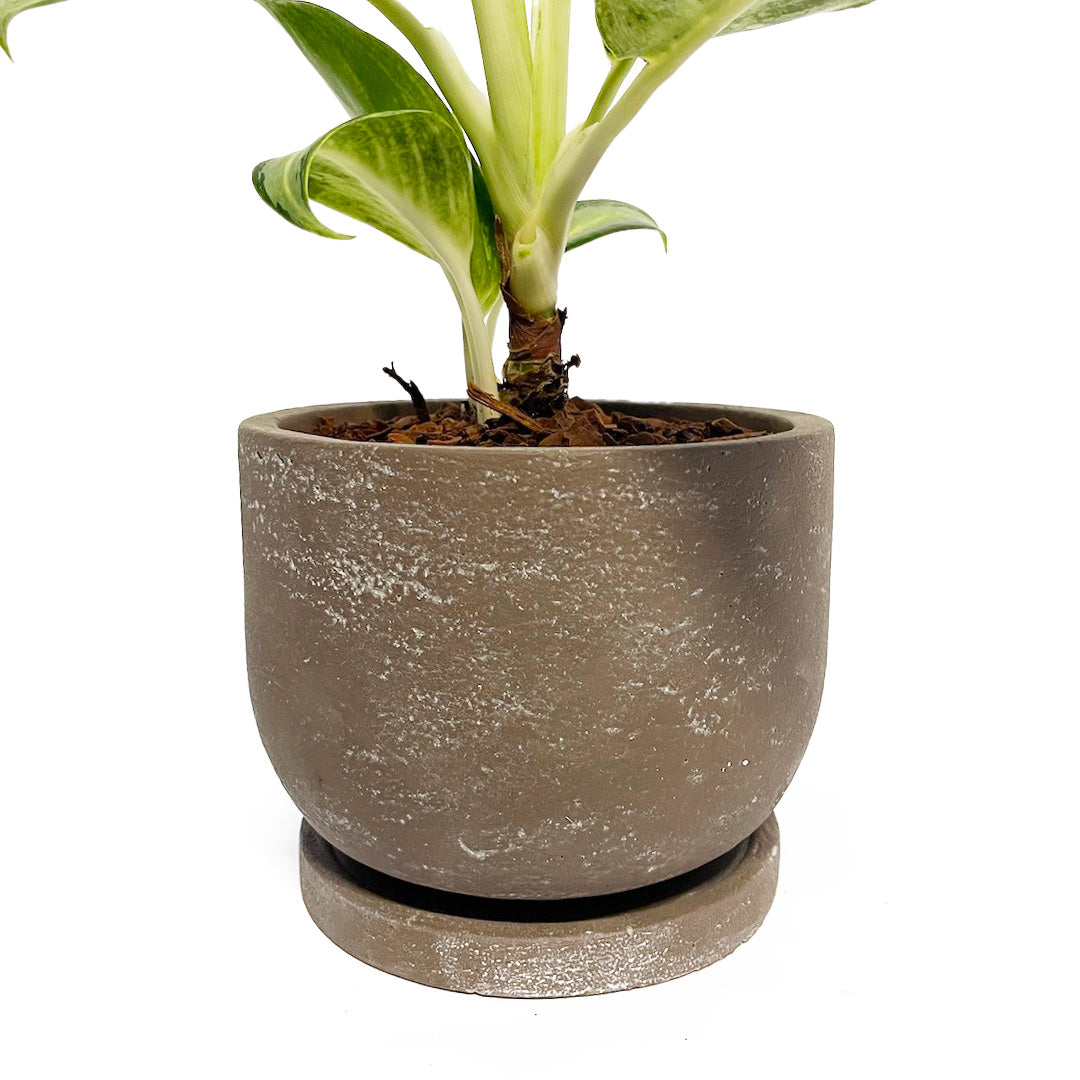 アグラオネマ グリーンボウル POT SET