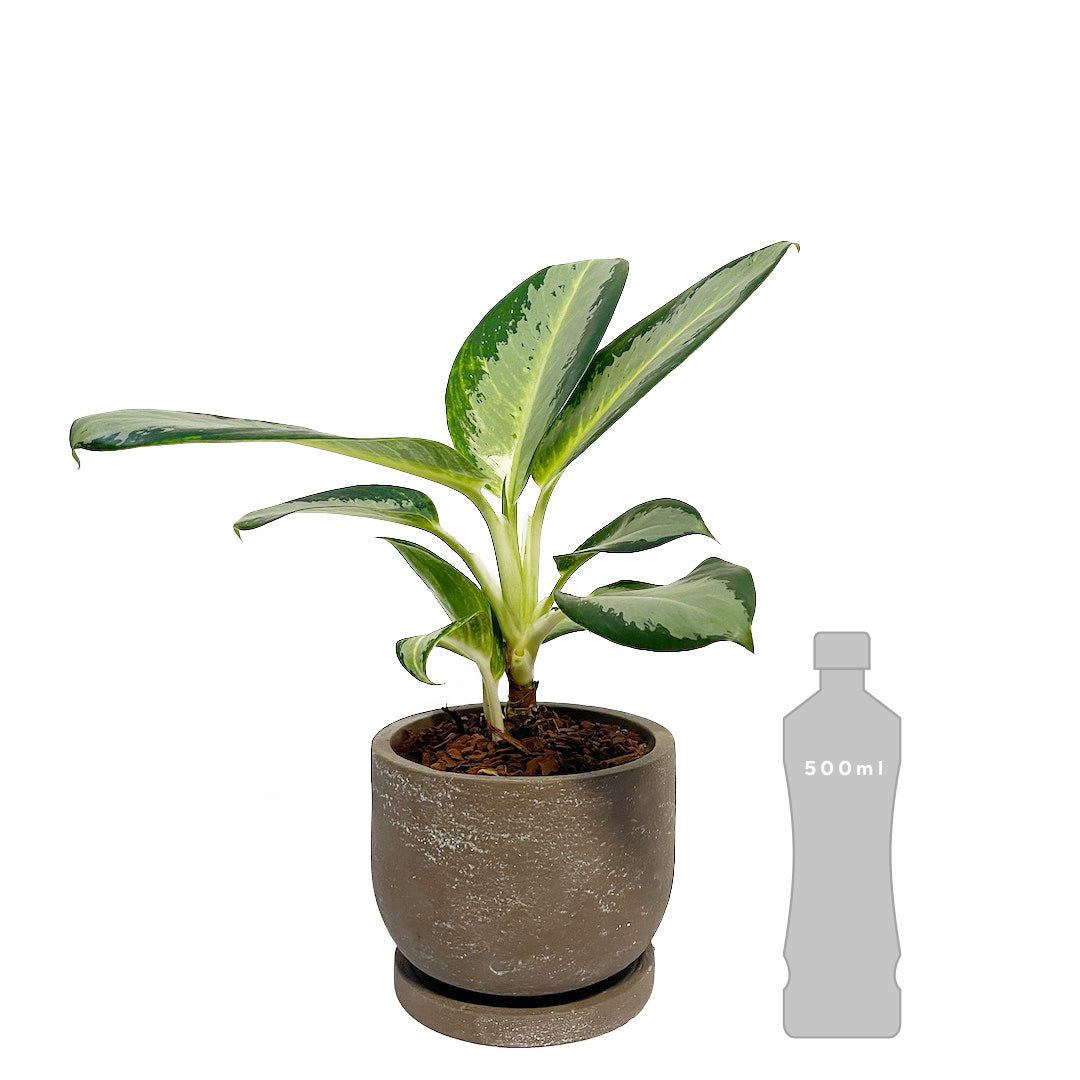 アグラオネマ グリーンボウル POT SET