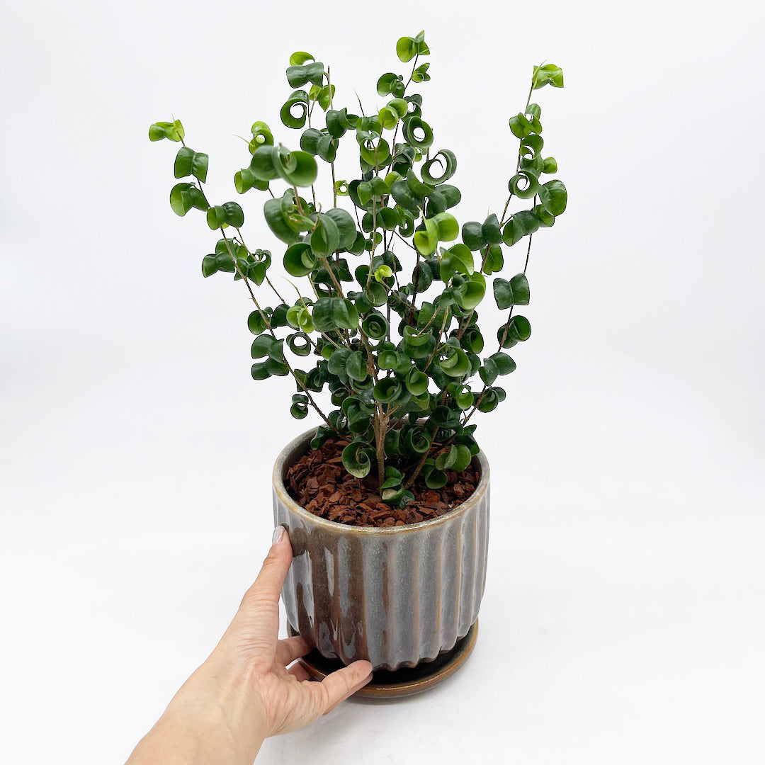 ベンジャミン バロック POT SET / blooming Vill