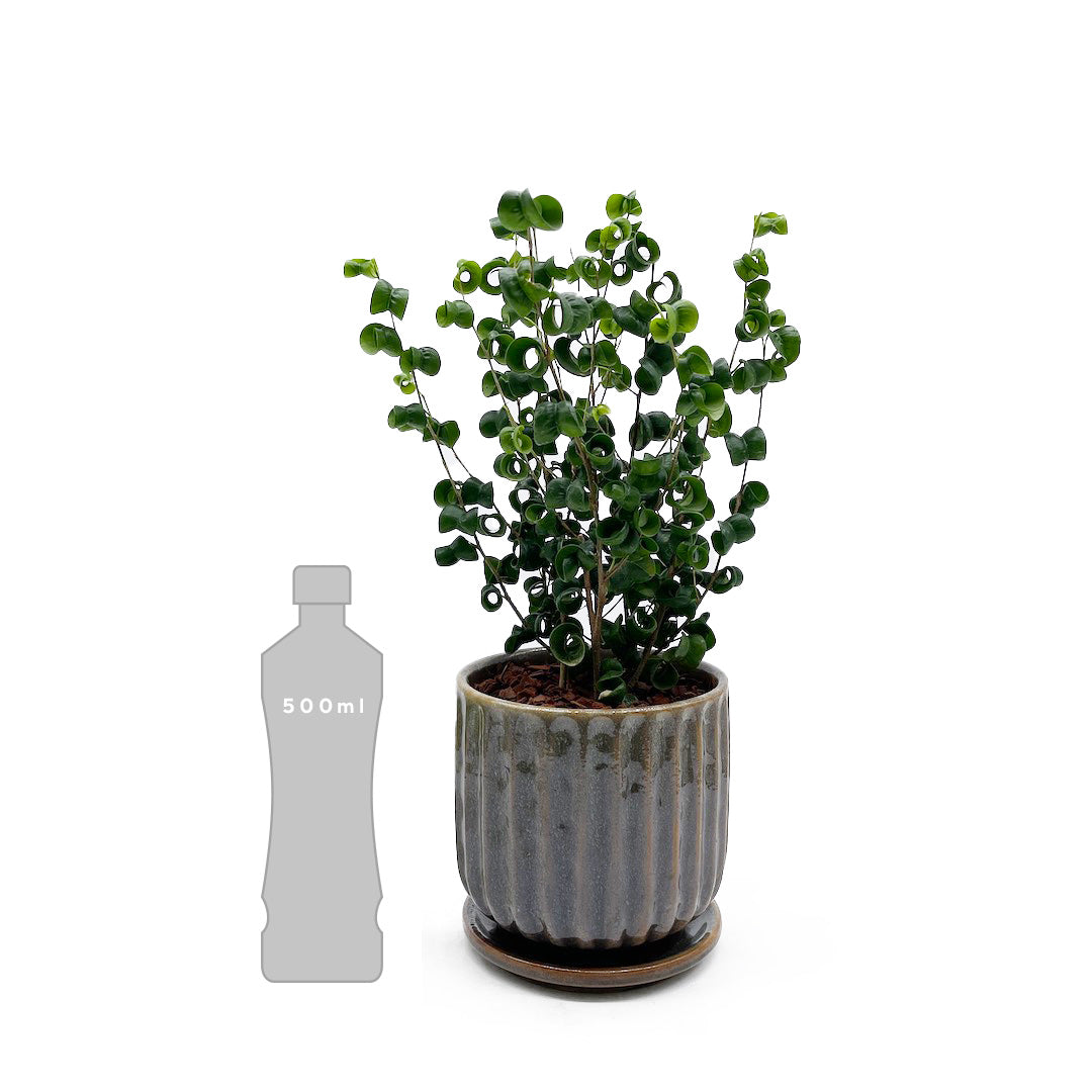 ベンジャミン バロック POT SET / blooming Vill